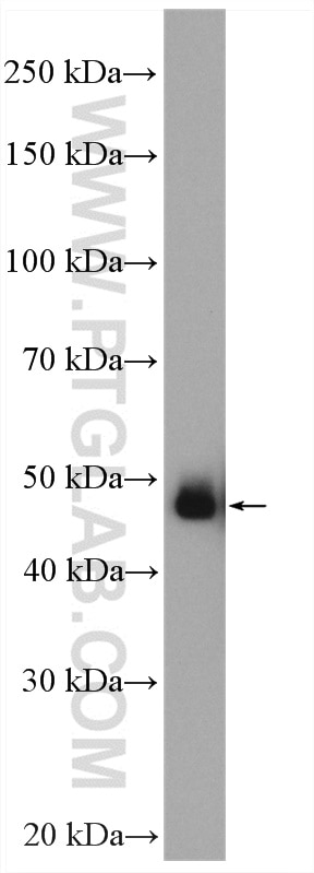 Western Blot (WB) analysis of K-562 cells using GATA2 Polyclonal antibody (11103-1-AP)