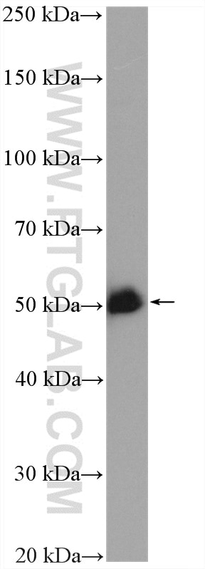Western Blot (WB) analysis of HepG2 cells using GATA2 Polyclonal antibody (11103-1-AP)