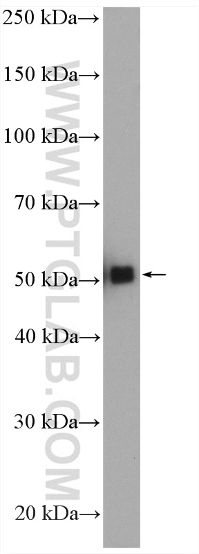 Western Blot (WB) analysis of HEK-293 cells using GATA2 Polyclonal antibody (11103-1-AP)