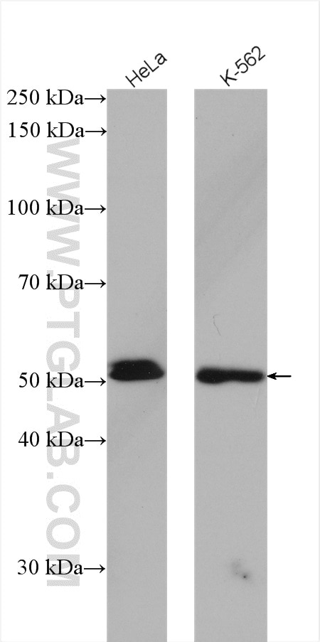 Western Blot (WB) analysis of various lysates using GATA2 Polyclonal antibody (11103-1-AP)