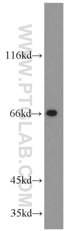 Western Blot (WB) analysis of mouse heart tissue using GATA2 Polyclonal antibody (11103-1-AP)