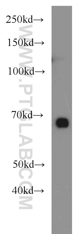 GATA2 Polyclonal antibody