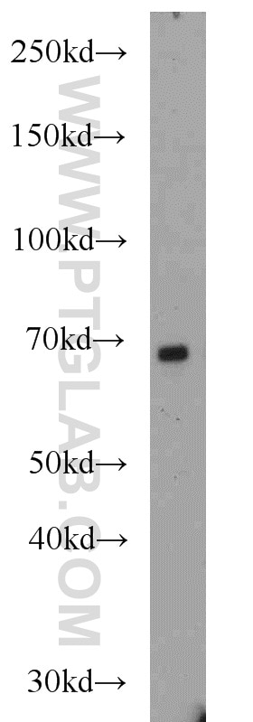 Western Blot (WB) analysis of mouse liver tissue using GATA2 Polyclonal antibody (11103-1-AP)