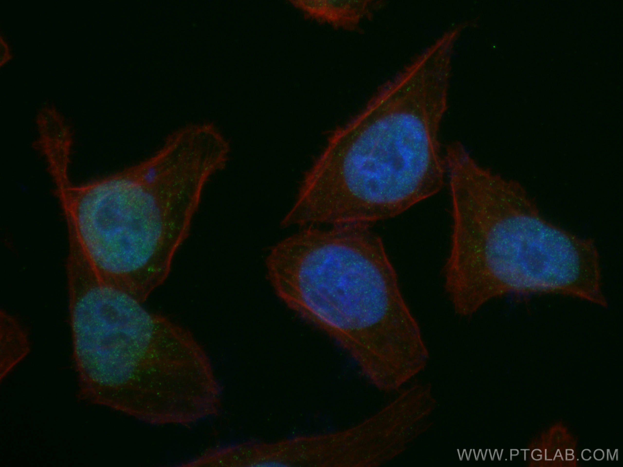 Immunofluorescence (IF) / fluorescent staining of L02 cells using GATA2 Monoclonal antibody (67722-1-Ig)