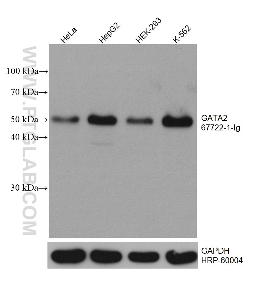 Western Blot (WB) analysis of various lysates using GATA2 Monoclonal antibody (67722-1-Ig)