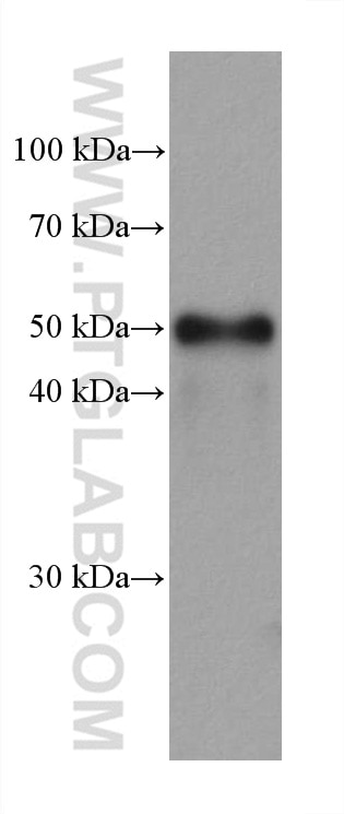 Western Blot (WB) analysis of PC-12 cells using GATA2 Monoclonal antibody (67722-1-Ig)