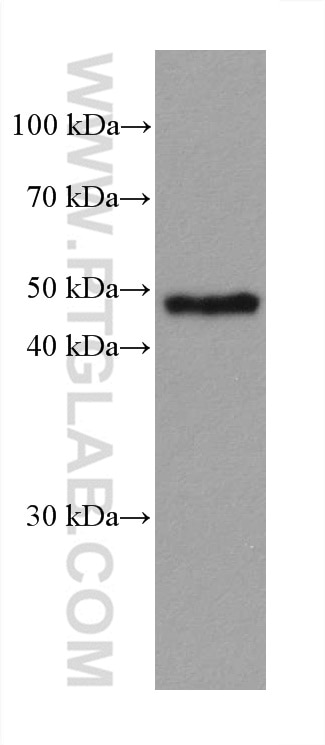 Western Blot (WB) analysis of NIH/3T3 cells using GATA2 Monoclonal antibody (67722-1-Ig)