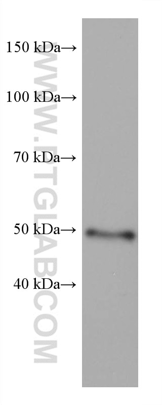 Western Blot (WB) analysis of HUVEC cells using GATA2 Monoclonal antibody (67722-1-Ig)