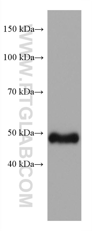 Western Blot (WB) analysis of HeLa cells using GATA2 Monoclonal antibody (67722-1-Ig)