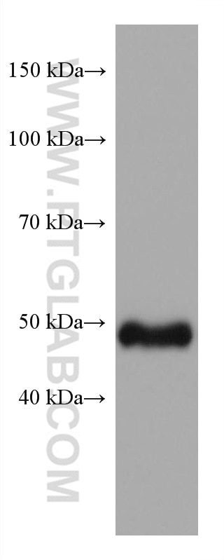 WB analysis of HeLa using 67722-1-Ig