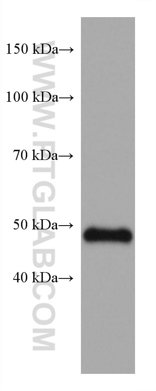 Western Blot (WB) analysis of HepG2 cells using GATA2 Monoclonal antibody (67722-1-Ig)