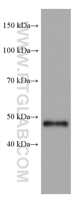 Western Blot (WB) analysis of HEK-293 cells using GATA2 Monoclonal antibody (67722-1-Ig)