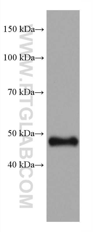 Western Blot (WB) analysis of K-562 cells using GATA2 Monoclonal antibody (67722-1-Ig)