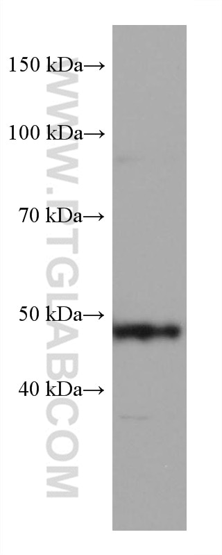 Western Blot (WB) analysis of NIH/3T3 cells using GATA2 Monoclonal antibody (67722-1-Ig)