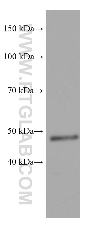 Western Blot (WB) analysis of bEnd.3 cells using GATA2 Monoclonal antibody (67722-1-Ig)