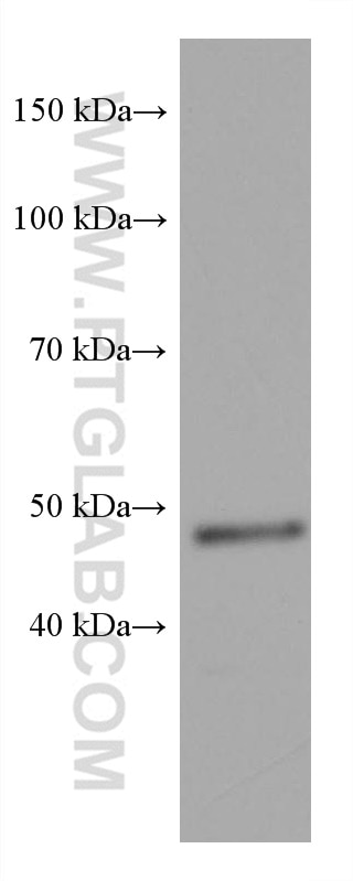 WB analysis of bEnd.3 using 67722-1-Ig