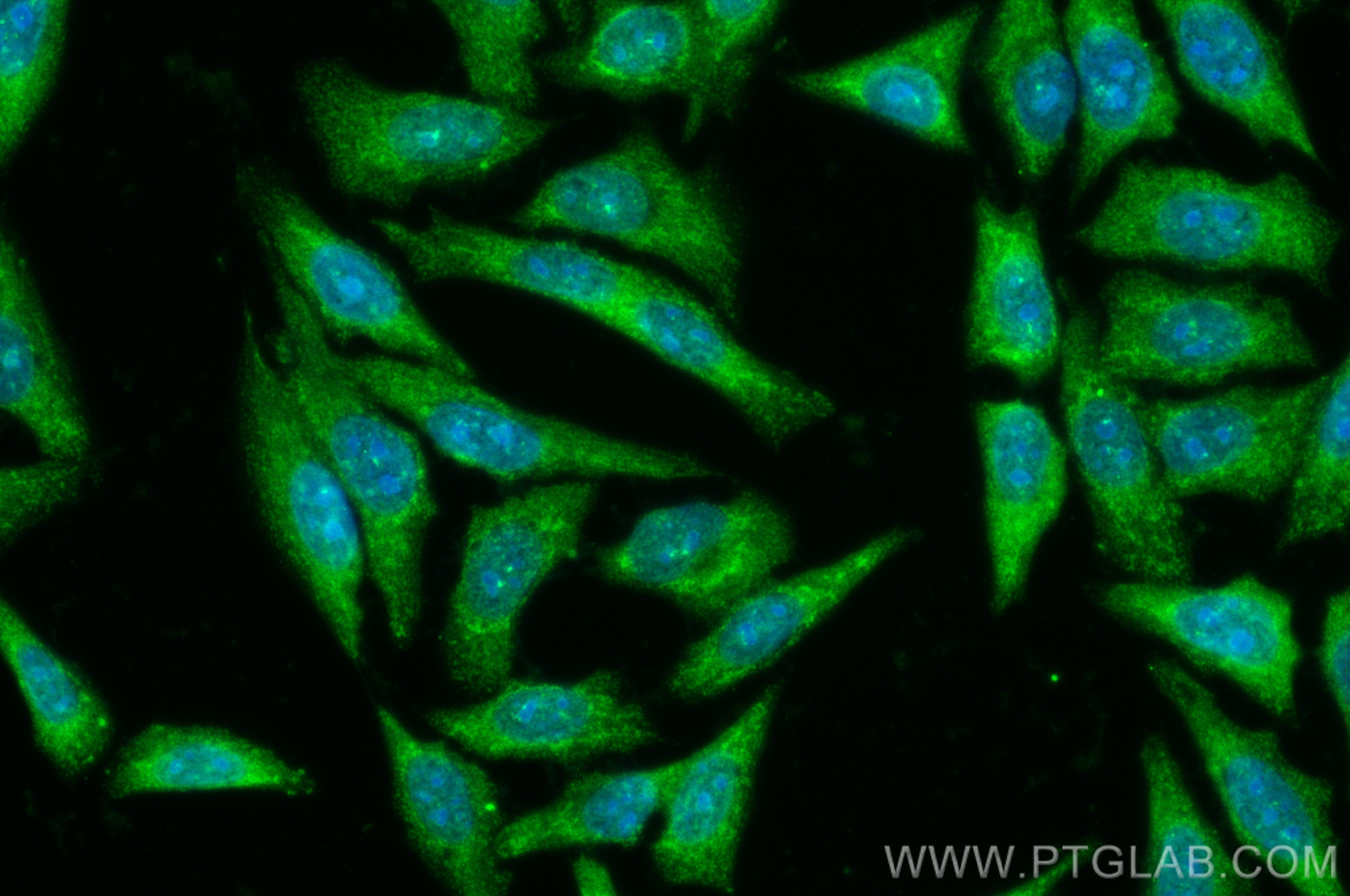 Immunofluorescence (IF) / fluorescent staining of HepG2 cells using CoraLite® Plus 488-conjugated GATA2 Polyclonal ant (CL488-11103)