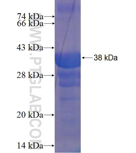 GATA2 fusion protein Ag1557 SDS-PAGE