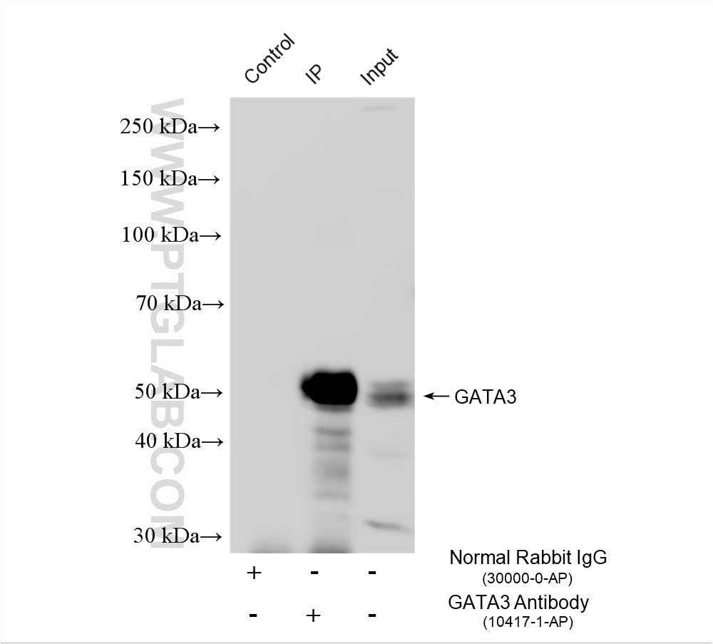 Immunoprecipitation (IP) experiment of EL-4 cells using GATA3 Polyclonal antibody (10417-1-AP)