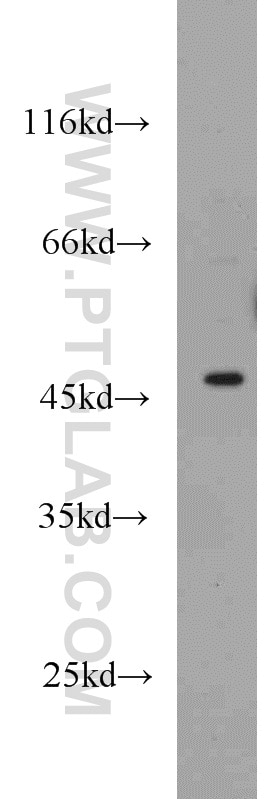 Western Blot (WB) analysis of MCF-7 cells using GATA3 Polyclonal antibody (10417-1-AP)