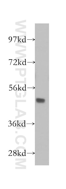 Western Blot (WB) analysis of MCF-7 cells using GATA3 Polyclonal antibody (10417-1-AP)