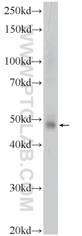 Western Blot (WB) analysis of mouse thymus tissue using GATA3 Polyclonal antibody (22343-1-AP)
