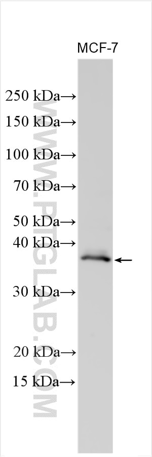 Western Blot (WB) analysis of MCF-7 cells using GATA3 Polyclonal antibody (22343-1-AP)