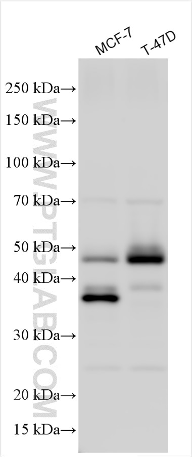 Western Blot (WB) analysis of various lysates using GATA3 Polyclonal antibody (22343-1-AP)