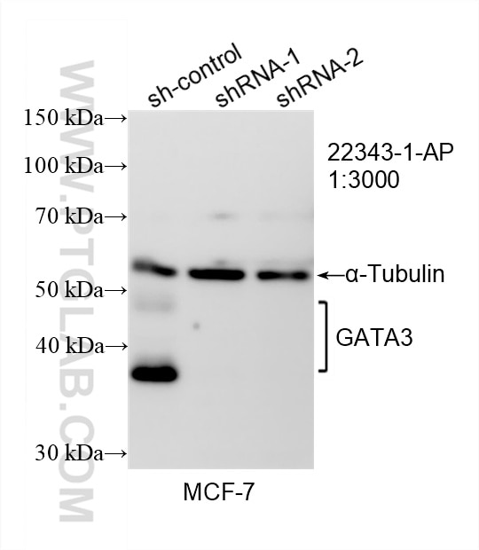 Western Blot (WB) analysis of MCF-7 cells using GATA3 Polyclonal antibody (22343-1-AP)