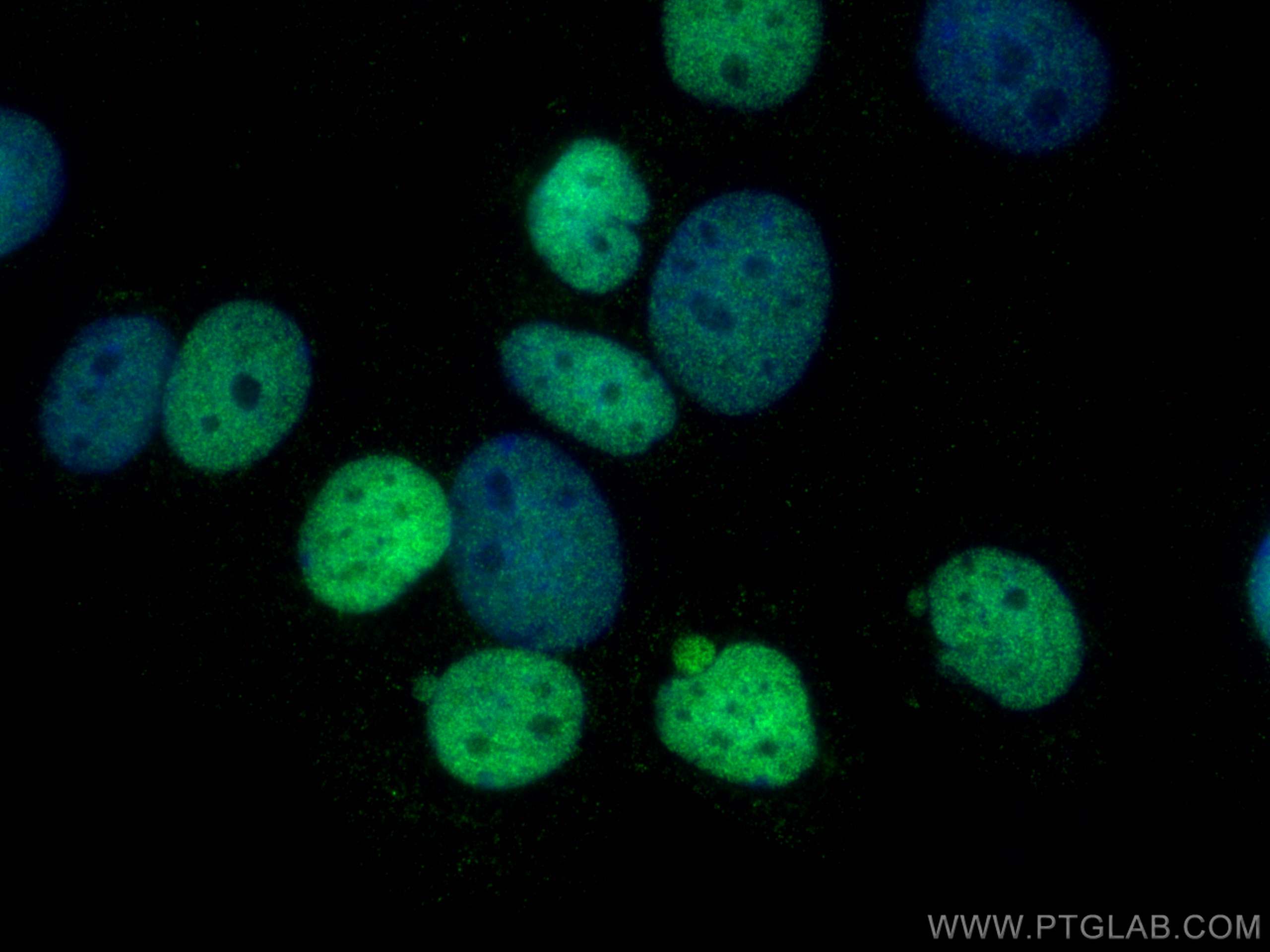 Immunofluorescence (IF) / fluorescent staining of MCF-7 cells using GATA3 Monoclonal antibody (66400-1-Ig)