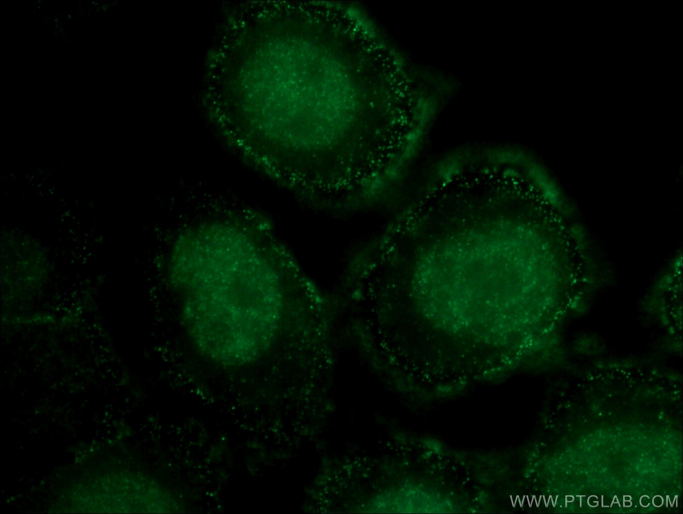 Immunofluorescence (IF) / fluorescent staining of HepG2 cells using GATA3 Monoclonal antibody (66400-1-Ig)