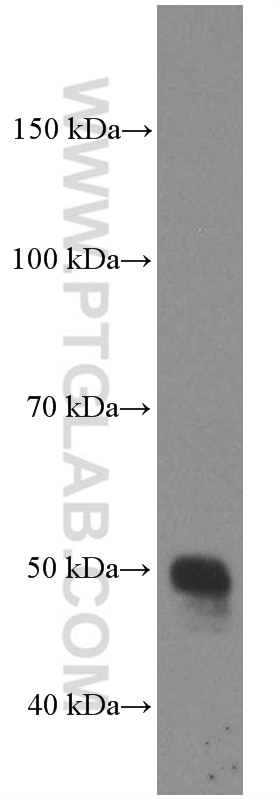 Western Blot (WB) analysis of RAW 264.7 cells using GATA3 Monoclonal antibody (66400-1-Ig)