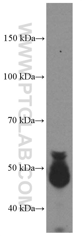 Western Blot (WB) analysis of Jurkat cells using GATA3 Monoclonal antibody (66400-1-Ig)