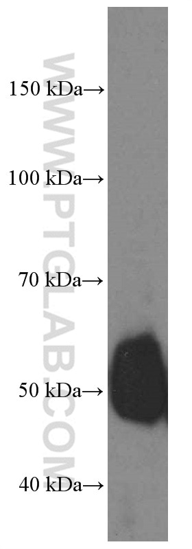 Western Blot (WB) analysis of MCF-7 cells using GATA3 Monoclonal antibody (66400-1-Ig)