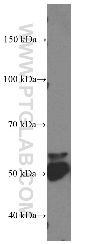 Western Blot (WB) analysis of HeLa cells using GATA3 Monoclonal antibody (66400-1-Ig)