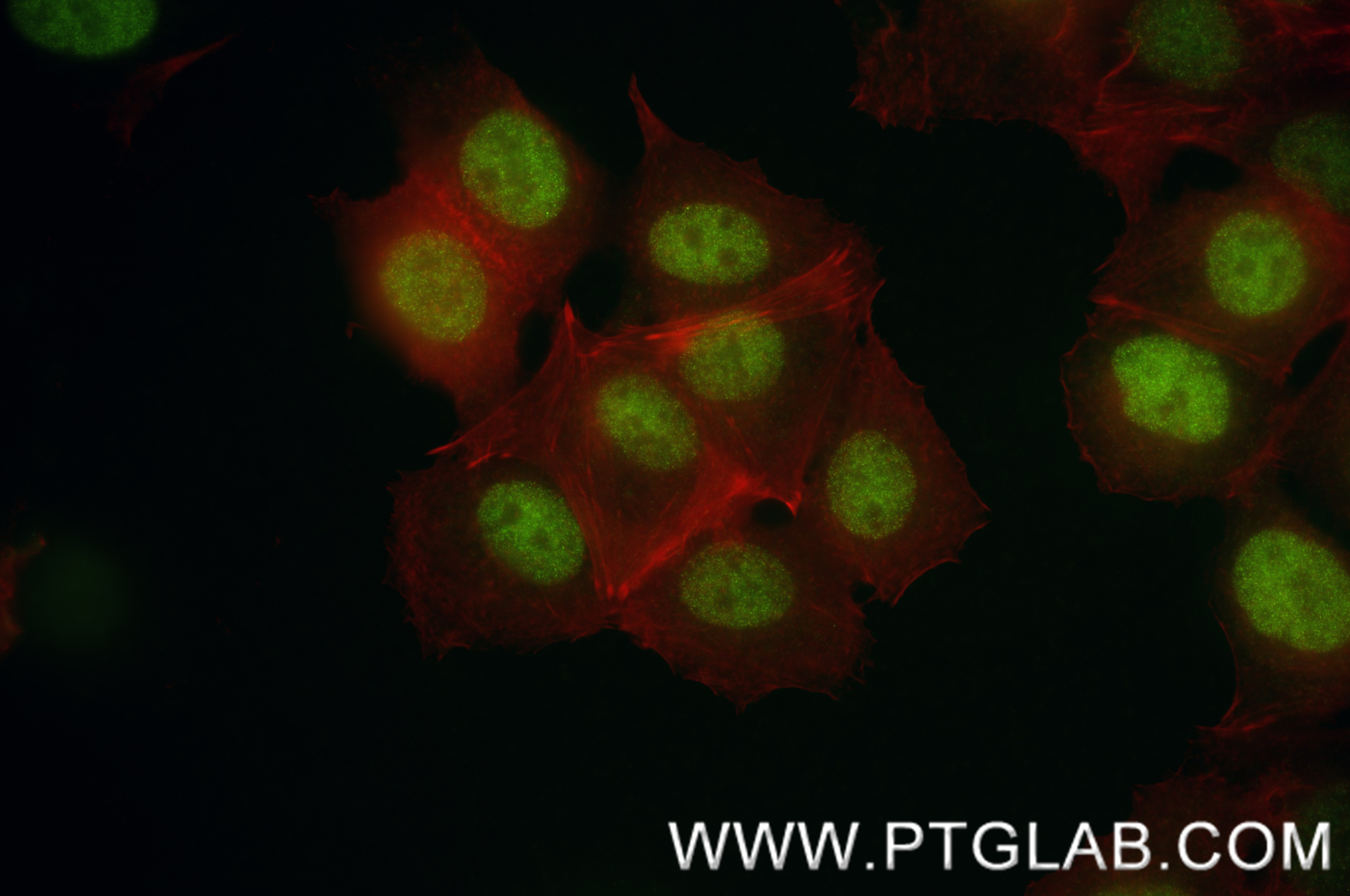 Immunofluorescence (IF) / fluorescent staining of MCF-7 cells using GATA3 Recombinant monoclonal antibody (83808-1-RR)