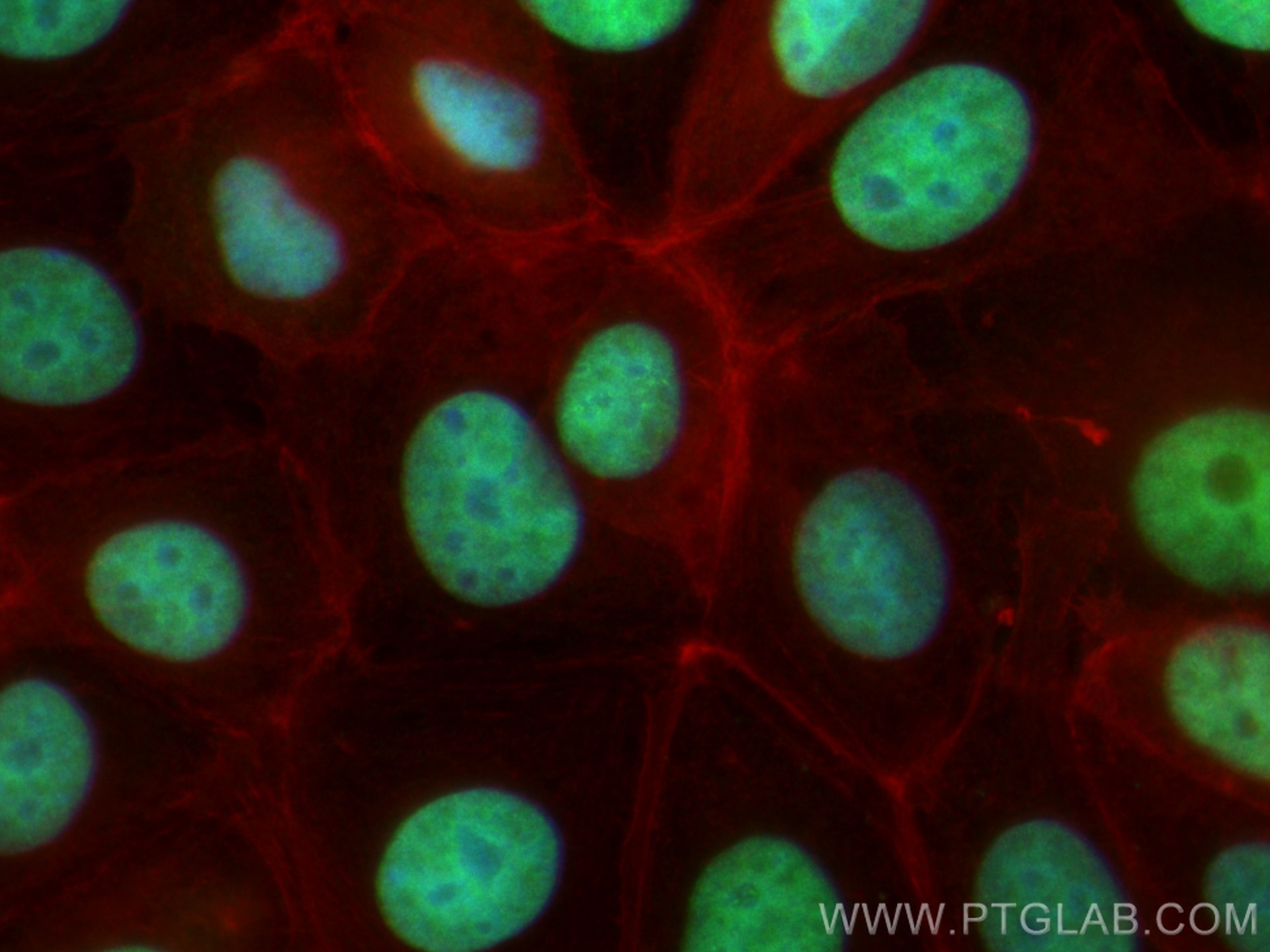 Immunofluorescence (IF) / fluorescent staining of MCF-7 cells using CoraLite® Plus 488-conjugated GATA3 Monoclonal ant (CL488-66400)