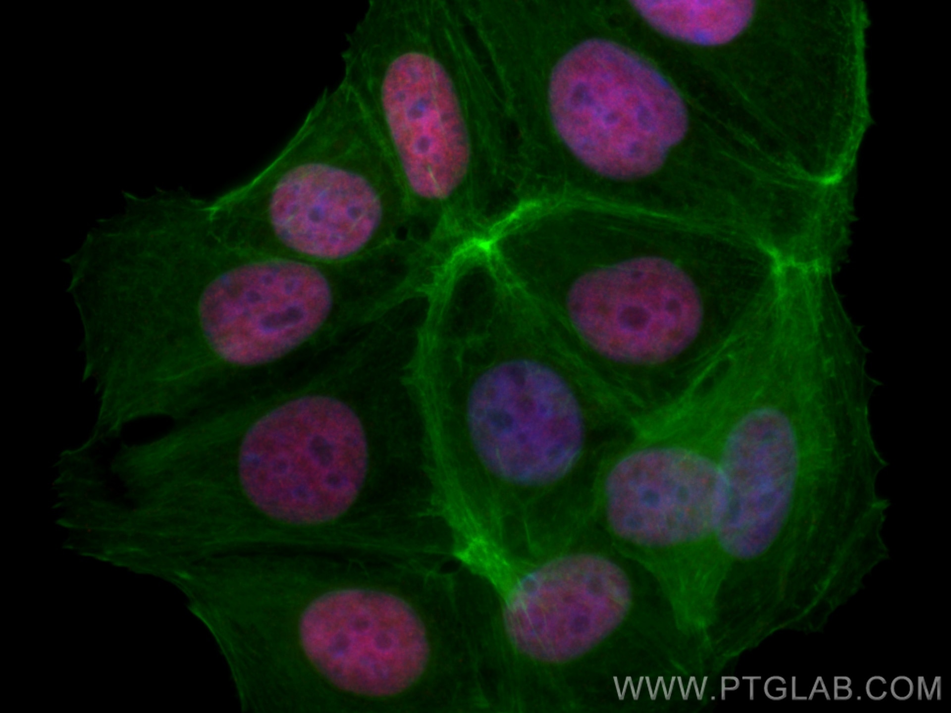 Immunofluorescence (IF) / fluorescent staining of MCF-7 cells using CoraLite®594-conjugated GATA3 Monoclonal antibody (CL594-66400)