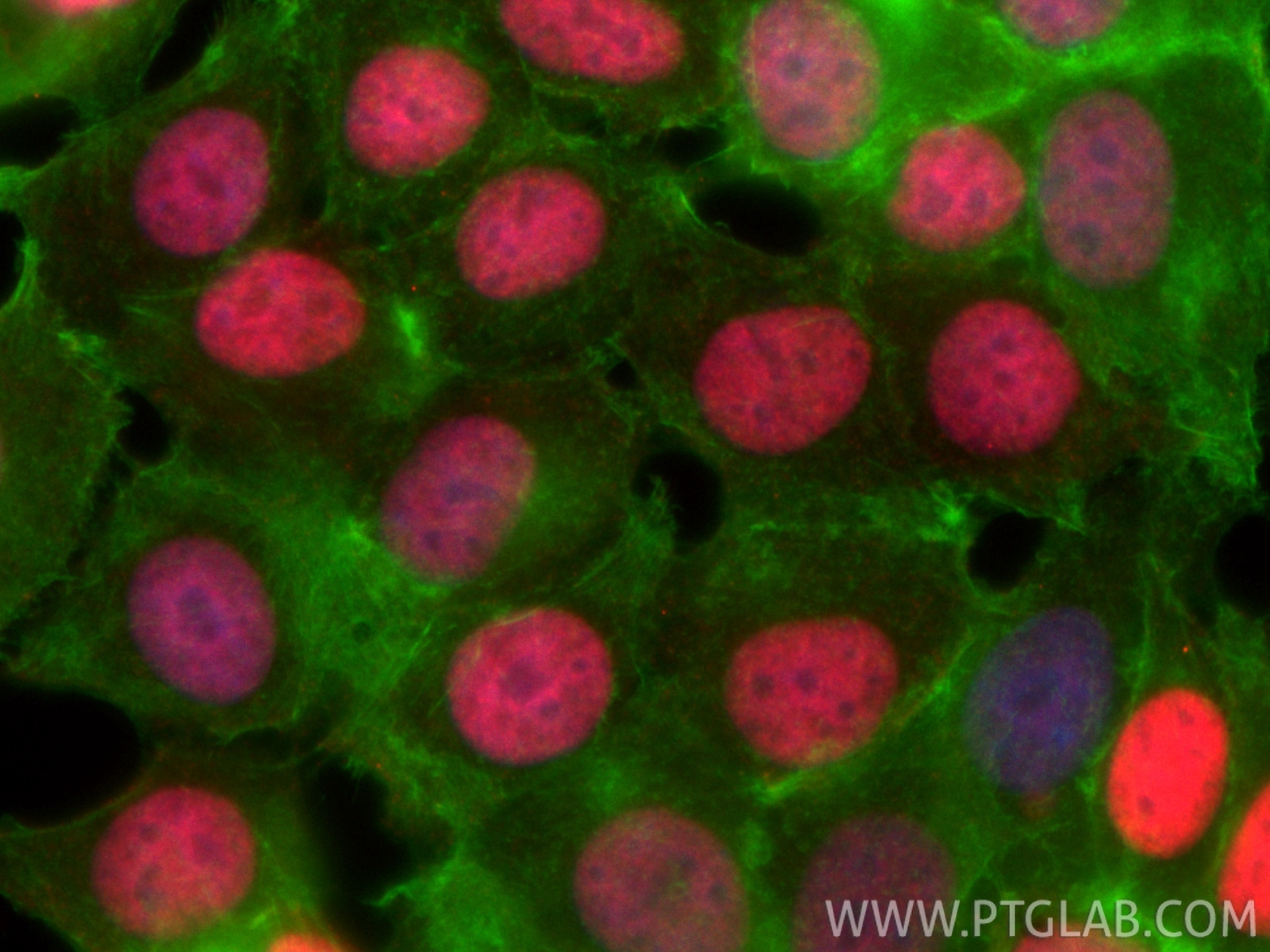Immunofluorescence (IF) / fluorescent staining of MCF-7 cells using CoraLite®594-conjugated GATA3 Monoclonal antibody (CL594-66400)