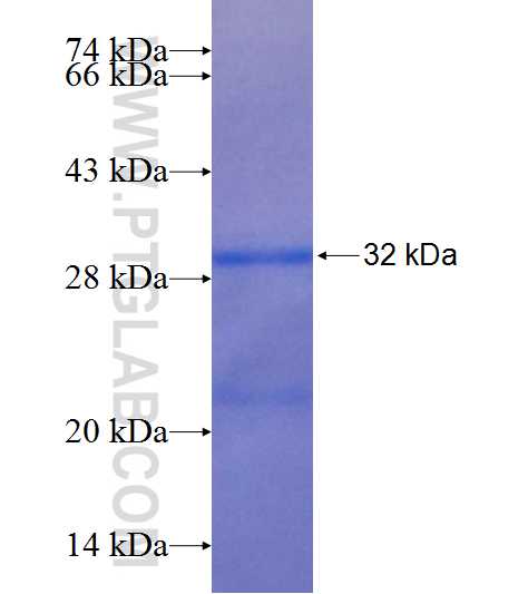 GATA3 fusion protein Ag25349 SDS-PAGE