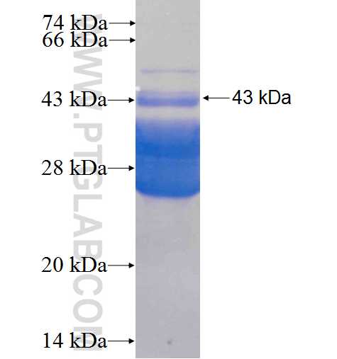 GATA3 fusion protein Ag0174 SDS-PAGE