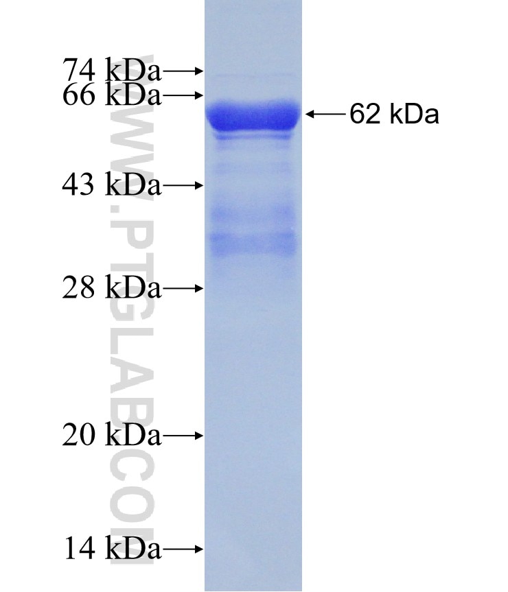 GATA3 fusion protein Ag17833 SDS-PAGE