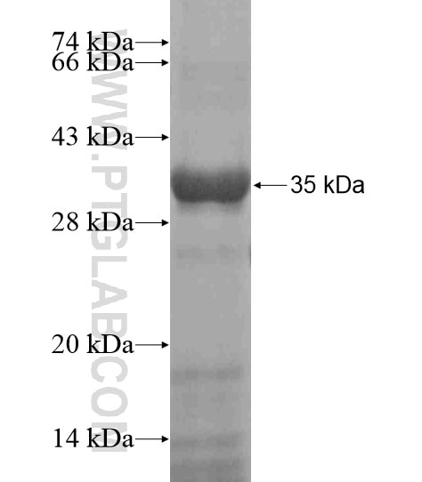 GATA3 fusion protein Ag19052 SDS-PAGE