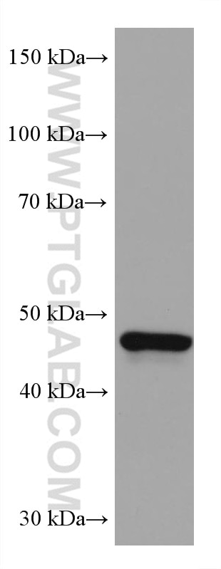 Western Blot (WB) analysis of HEK-293 cells using GATA4 Monoclonal antibody (68012-1-Ig)