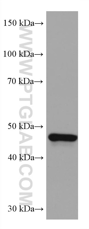 WB analysis of HEK-293 using 68012-1-Ig