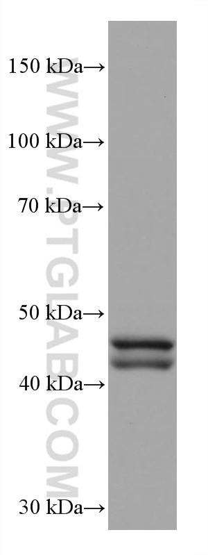 Western Blot (WB) analysis of HepG2 cells using GATA4 Monoclonal antibody (68012-1-Ig)