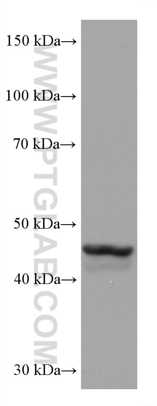 Western Blot (WB) analysis of NCCIT cells using GATA4 Monoclonal antibody (68012-1-Ig)