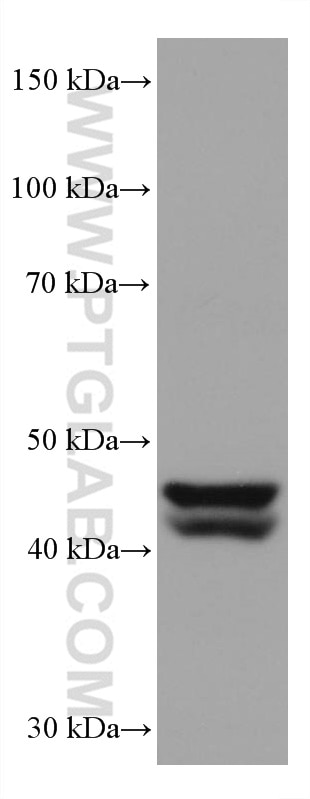 Western Blot (WB) analysis of PC-3 cells using GATA4 Monoclonal antibody (68012-1-Ig)