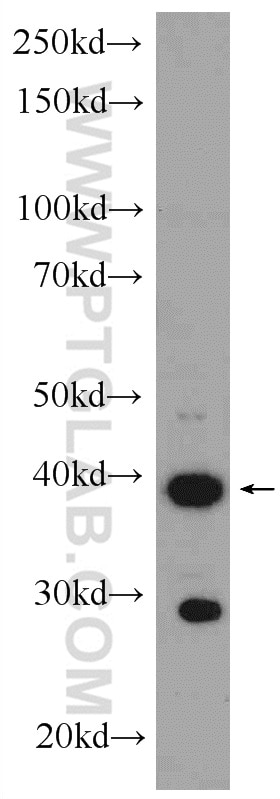 Western Blot (WB) analysis of mouse heart tissue using GATA4-Specific Polyclonal antibody (19530-1-AP)