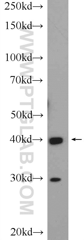 Western Blot (WB) analysis of rat heart tissue using GATA4-Specific Polyclonal antibody (19530-1-AP)